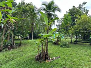 een kleine boom in het midden van een park bij Bobinsana INN in Puerto Limón +32 foto's