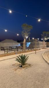 een plant midden in een park 's nachts bij منتجع ومزرعة برزان in Ad Diḩwah