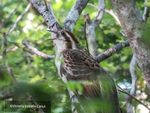 Un uccello è seduto su un ramo di un albero di Ecolodge Xocen Birding a Xocén