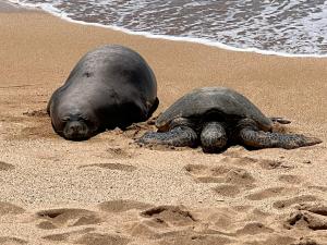 Dyr i lejligheden eller i nærheden