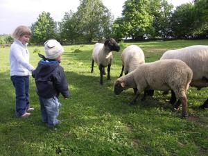 two children are looking at sheep in a field at Penzion Javořice in Telč