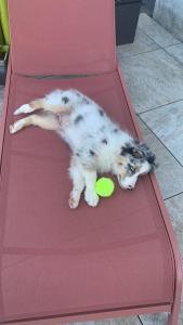 Foto  asuva majutusasutuse Landhaus in den Weinbergen galeriist