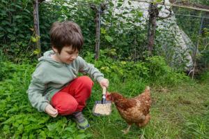 un ragazzino seduto a terra che dà da mangiare a un pollo di Landhaus in den Weinbergen 