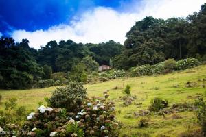 un campo verde con flores en una colina con árboles en Lagunillas Del Poas, en Poasito