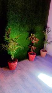 drie potplanten voor een groene muur bij Omega guest houses in Amritsar