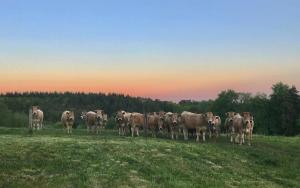 Άλλα ζώα σε αυτή η παραθεριστική κατοικία ή στη γύρω περιοχή +5 φωτογραφίες