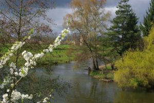 ein Fluss mit weißen Blüten im Vordergrund und Bäumen in der Unterkunft Vaste chambre au centre du bourg in Saulieu