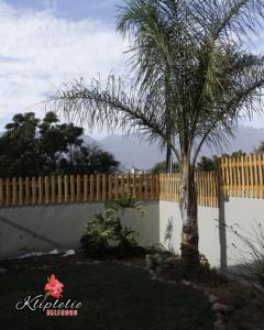 a palm tree in a yard next to a fence at Kliplelie Selfsorg in Tulbagh +20 photos
