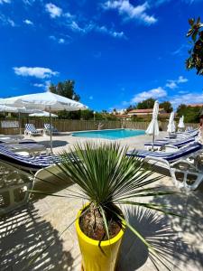 una pianta in un vaso giallo davanti a una piscina di Le Râteau Bavoir a Calvi Altre 40 foto