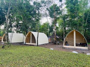 three tents in a field with trees in the background at Kayi glamping in Kaliurang