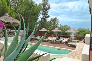 Un cactus frente a una piscina con sillas y sombrillas. en Villa Giulia con piscina vista mare, en Sperlonga