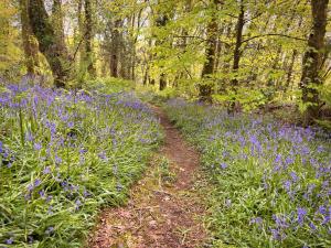 Zahrada ubytování Primrose 19-Woodland Lodges-Carmarthen-Pembroke + 4 fotografie