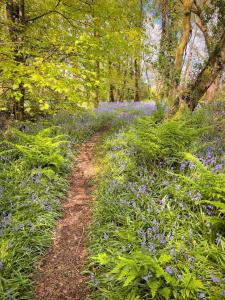 Zahrada ubytování Primrose 19-Woodland Lodges-Carmarthen-Pembroke