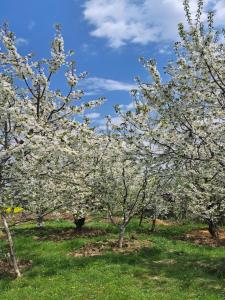 Zahrada ubytování Dallake group of Houseboats