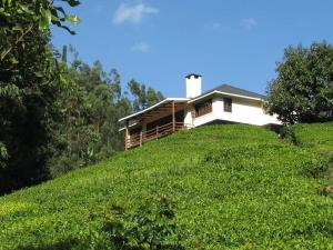En have udenfor Tea-farm cottage by Aberdare forest river - 2348