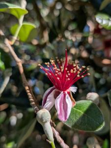 een rode bloem met groene bladeren aan een boom bij La Cuadra - Puesto de Campo Argentino in Lobos