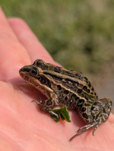 een kikker die op iemands hand zit bij La Cuadra - Puesto de Campo Argentino in Lobos