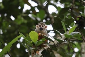 een aap die bovenop een boomtak zit bij Sitio ecológico para eventos in Benevides