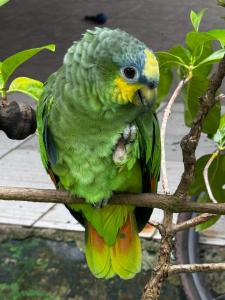 een groene papegaai die op een boomtak zit bij Sitio ecológico para eventos in Benevides