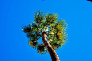 una palmera con un cielo azul en el fondo en Hotel Cecil, en Marrakech