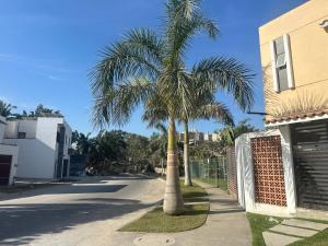 a palm tree on the side of a street at Casa Lisboa in Puerto Vallarta
