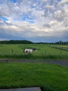 Zvířata v prázdninového domu nebo okolí