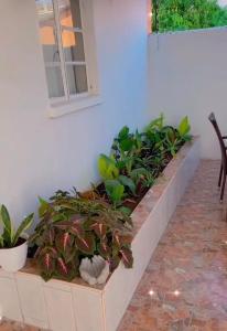 Zahrada ubytování Yoleni self catering apartment + 8 fotografií