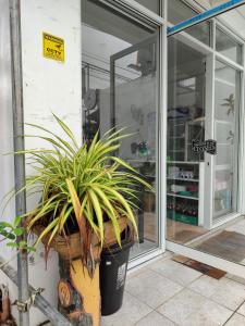 a large potted plant sitting outside of a store at Ma Fremie Hometel in Lal-lo