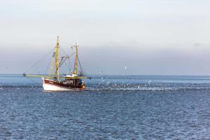 a boat in the water with a flock of birds at Ferienlandhaus Tossens in Butjadingen