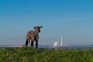 a goat standing on top of a grassy hill at Ferienlandhaus Tossens in Butjadingen