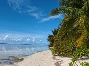 Holiday Villa的棕榈树海滩和海洋