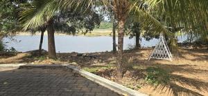 a white swing hanged on a palm tree next to a body of water at BharathaPuzha Villa in Kārakkād