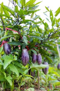 Ein Strauß violetter Früchte hängt an einem Baum in der Unterkunft Dalat House in Vũng Tàu