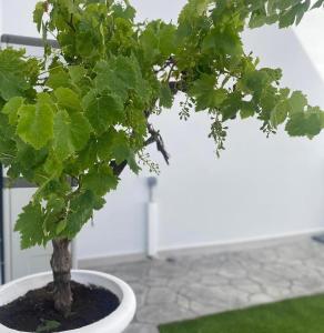 Afbeelding uit fotogalerij van Amarynthos Maisonettes in Amarinthos