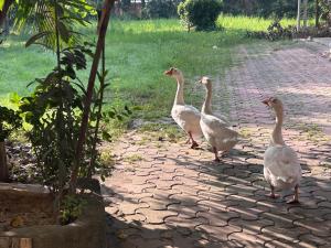 drei weiße Gänse laufen auf einem Ziegelweg in der Unterkunft Sonar Bangla's Motel Midway in Howrah