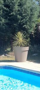 een plant in een pot naast een zwembad bij Maison d'hôte - Le Valdaine in Portes-en-Valdaine