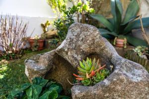 een vetplant in een rots in een tuin bij affittacamere S'Ortensia in Mamoiada