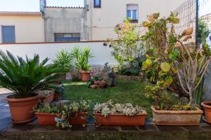 een tuin met planten in potten op de grond bij affittacamere S'Ortensia in Mamoiada