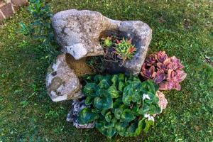 een groep planten tussen de rotsen op het gras bij affittacamere S'Ortensia in Mamoiada