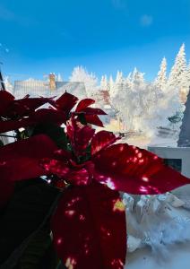 Una flor roja delante de un árbol cubierto de nieve. en Hotel & Restaurant Adolfovský Dvůr, en Adolfov