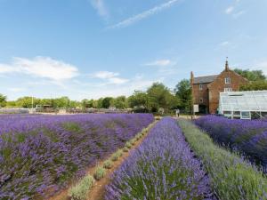een veld lavendel met een huis op de achtergrond bij 2 Bed in Kings Lynn oc-chln8 in Heacham +10 foto's