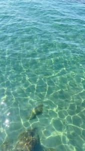 een zeeschildpad die in het water zwemt bij Roma By Sea in Lido di Ostia