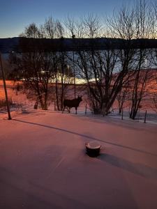 una mucca in piedi in mezzo a un campo di Mikkelsby house by Altafjord ad Alta