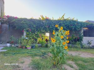 Afbeelding uit fotogalerij van Habibi acomodação in Maputo +5 foto's