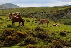 a group of horses grazing in a grassy field at Casa Batit in Viscarret-Guerendiáin