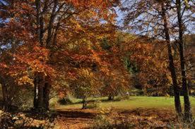 a painting of a park with trees in the fall at Casa Batit in Viscarret-Guerendiáin