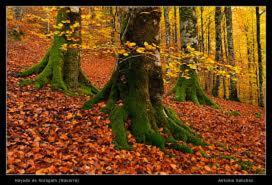a forest of trees with leaves on the ground at Casa Batit in Viscarret-Guerendiáin