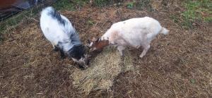 Dyr i luksusteltet eller i nærheden