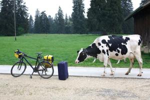 Zvířata v apartmánu nebo okolí + 15 fotografií