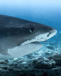 Dyr på pensionatet eller i nærheden